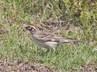Lark Sparrow